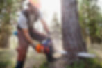 Lumberjack Cutting Down Trees
