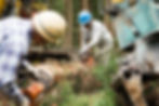 Forestry